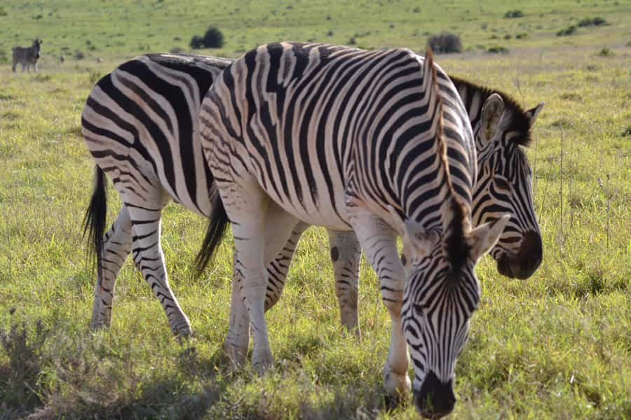 Schotia: Open Safari Jeep - Full Day Safari with Lunch - Tea at 10:00am in an Enormous Open-Air Lapa