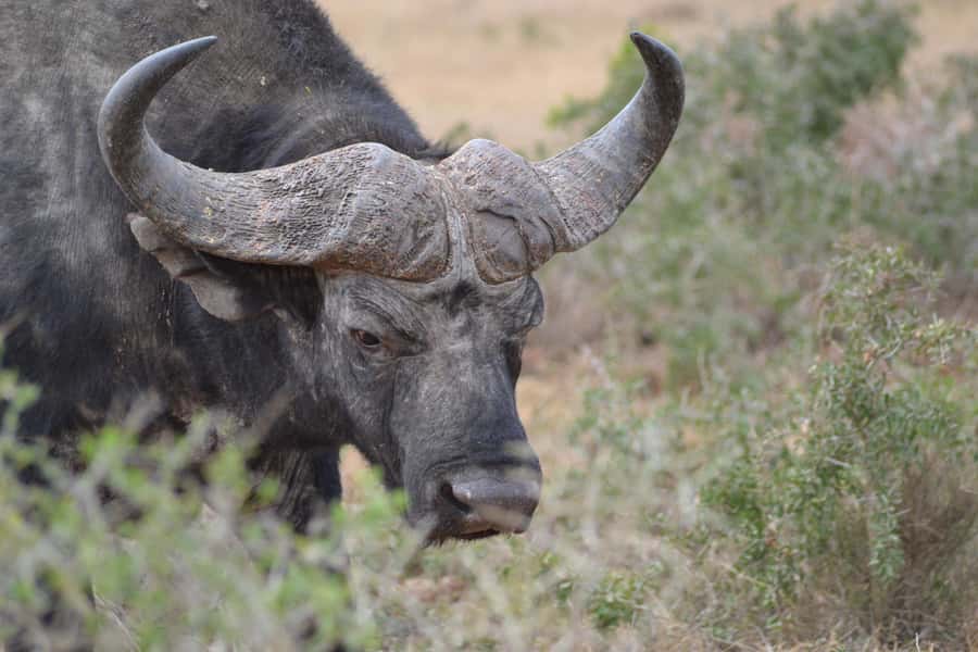 Schotia: Open Safari Jeep - Full Day Safari with Lunch - Lunch Braai Picnic at 12:00: South African BBQ the Right Way