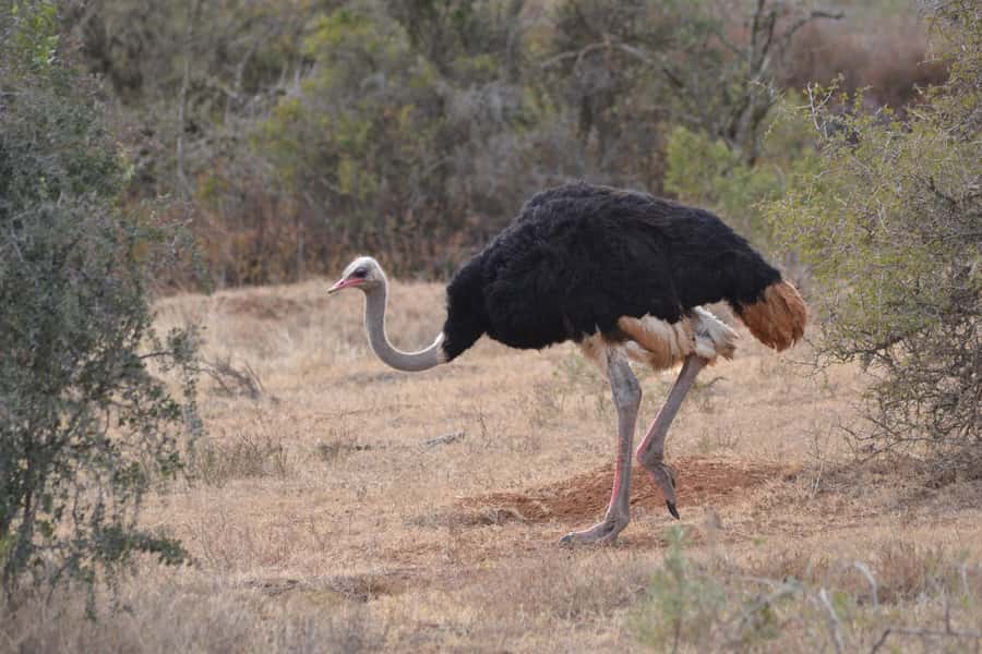 Schotia: Open Safari Jeep - Full Day Safari with Lunch - Safari Chapter 3: Predators and Scavengers Before Sunset
