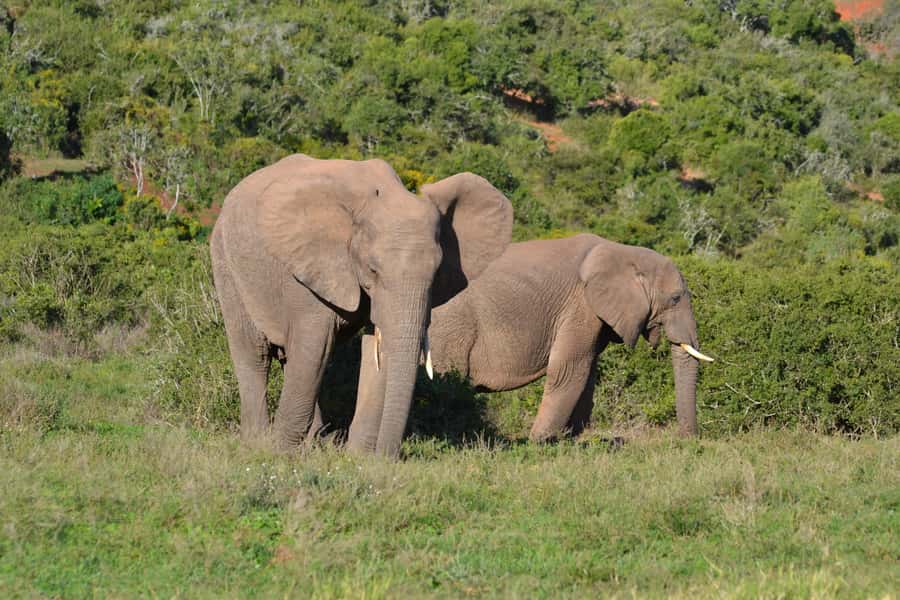 Schotia: Open Safari Jeep - Full Day Safari with Lunch - Who This Tour Fits Best
