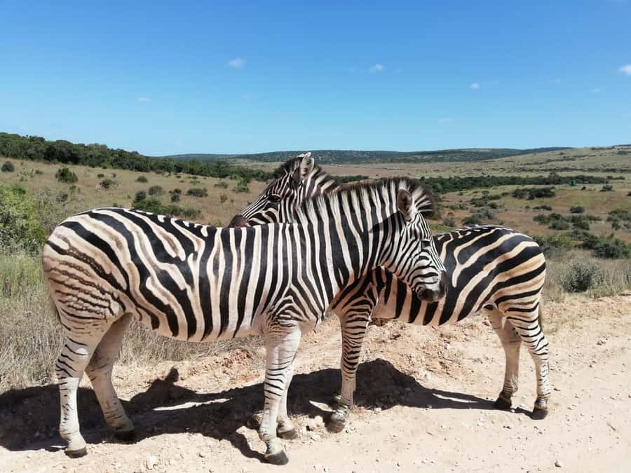 Schotia Private Game Reserve Safari - Savannah to forest edges, plus that Zuurberg backdrop