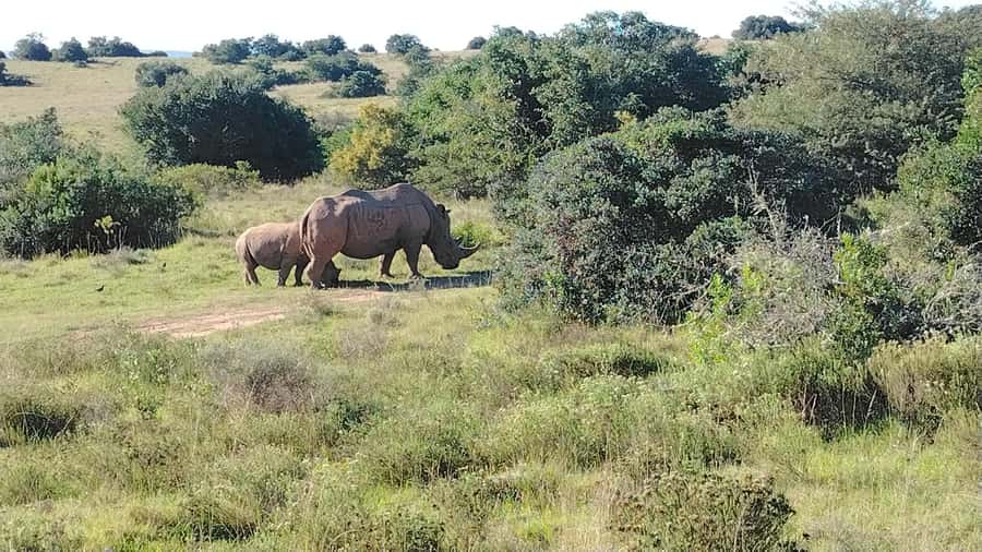 Schotia Private Game Reserve Safari - Learning during the drive: habitat restoration that you can see in practice