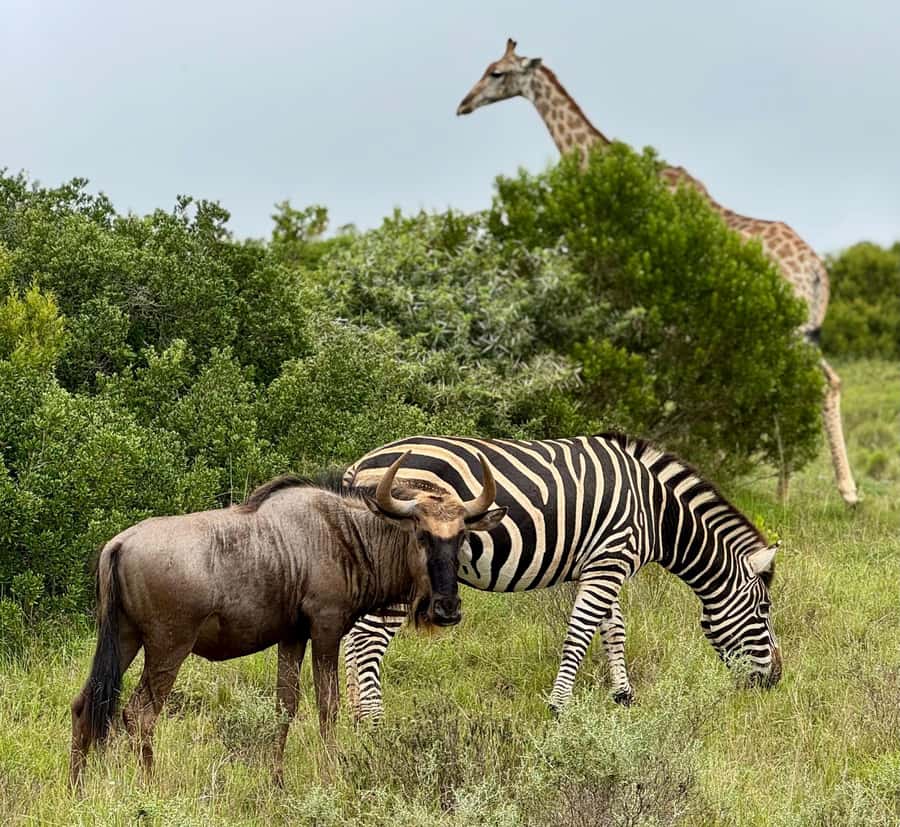 Schotia Private Game Reserve Safari - Price and value: is $230 a good deal?