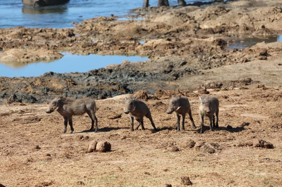 Schotia Private Game Reserve Safari - Booking smart: what you should confirm before you go