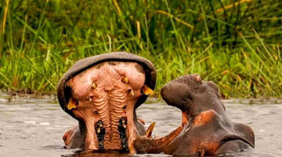 Schotia Safaris: Best Wildlife Encounters in Port Elizabeth - Key Things I’d Know Before You Go
