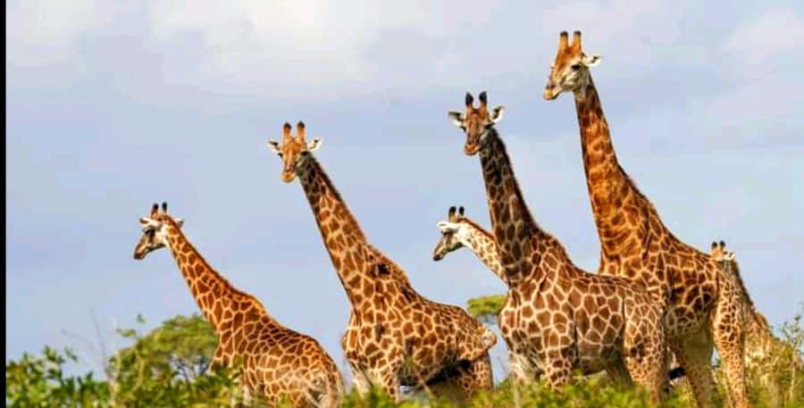 Schotia Safaris: Best Wildlife Encounters in Port Elizabeth - Port Elizabeth Pickup To Schotia: How the 6 Hours Are Structured