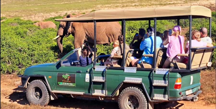 Schotia Safaris: Best Wildlife Encounters in Port Elizabeth - Wildlife Encounters You Can Aim For, Lions, Zebras, Giraffes, and Elephants