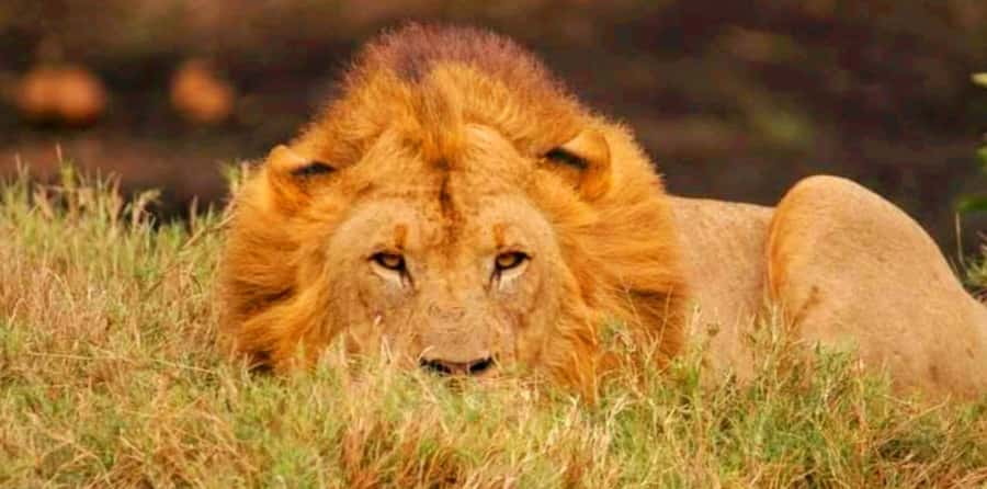 Schotia Safaris: Best Wildlife Encounters in Port Elizabeth - Open-Vehicle Comfort, Snacks, and the Small Details That Matter