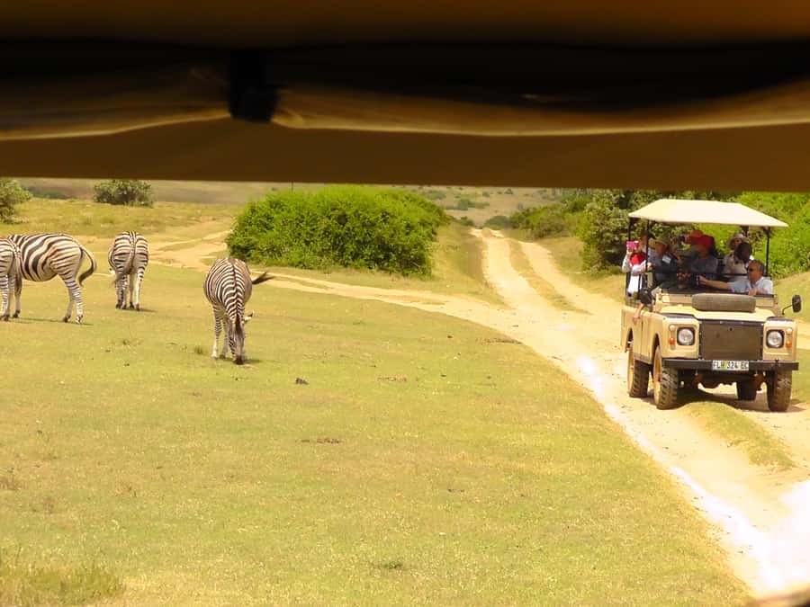 Schotia Safaris: Best Wildlife Encounters in Port Elizabeth - Price and Value: Is $227 Worth It From Port Elizabeth?