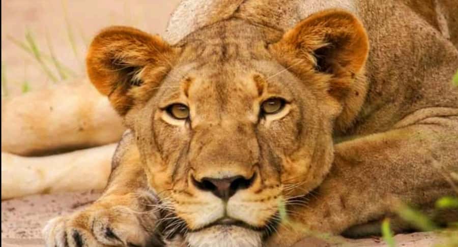 Schotia Safaris: Best Wildlife Encounters in Port Elizabeth - Schotia Private Game Reserve Safari: What You Really Get From the 4-Hour Drive