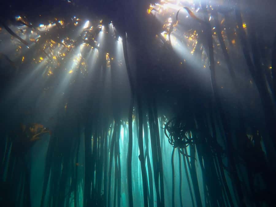 Scuba Dive in Cape Town: 2 Dives for certified divers - Simon’s Town Start Point: Coffee, Gear Fit, and PADI Checklists