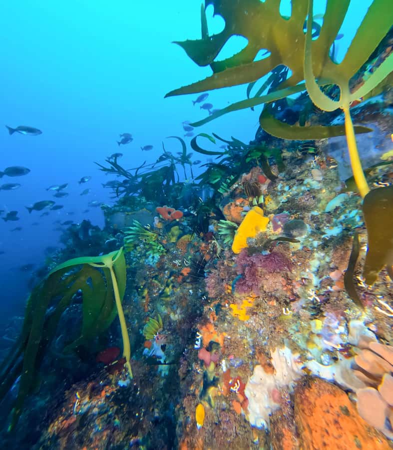 Scuba Dive in Cape Town: 2 Dives for certified divers - First Underwater Site: Colorful Reefs Toward Cape Point or Shipwrecks