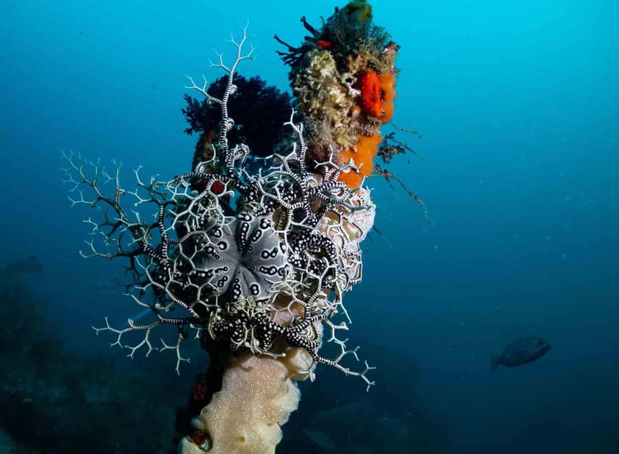 Scuba Dive in Cape Town: 2 Dives for certified divers - False Bay Break Time: Hot Chocolate, Mountain Views, and Tank Swaps