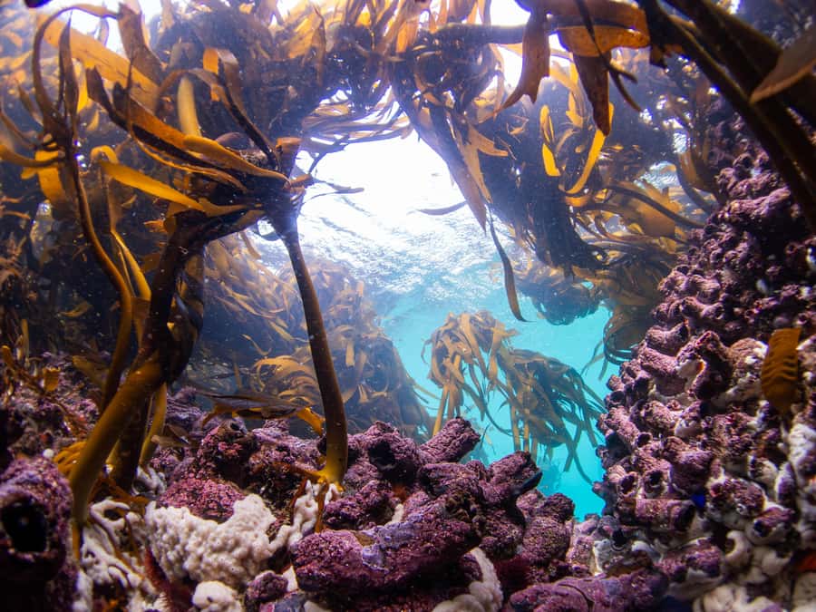 Scuba Dive in Cape Town: 2 Dives for certified divers - What You Get for the $205 Price, Plus What You Pay Separately