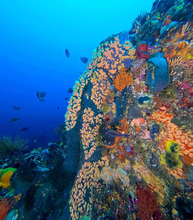 Scuba Dive in Cape Town: 2 Dives for certified divers - The 6.5-Hour Rhythm That Keeps You Moving, Not Rushing