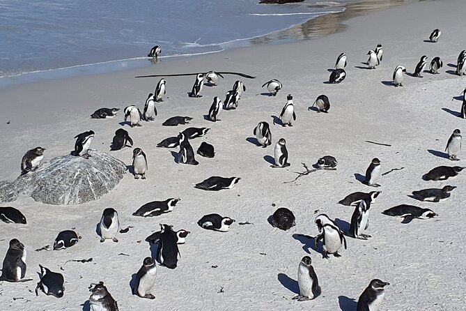 Seal Island,Cape of Good Hope&Penguins Shared Tour,From Cape Town - Seal Island and Cape fur seals, with a ferry choice