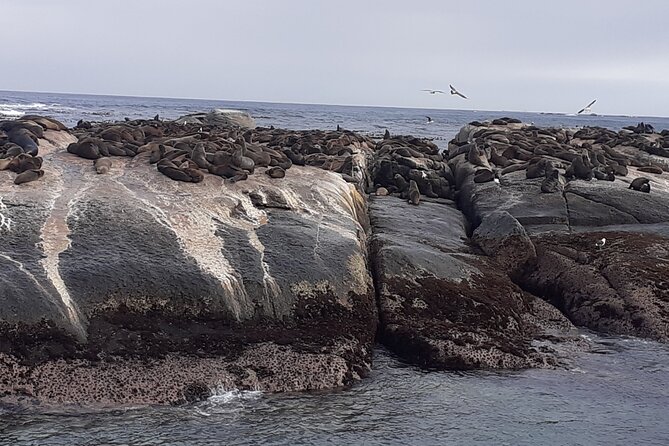 Seal Island,Cape of Good Hope&Penguins Shared Tour,From Cape Town - Cape Point Nature Reserve and the old lighthouse choice