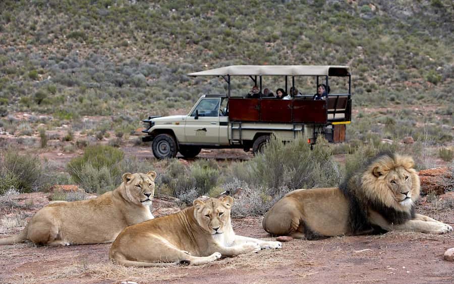 Self drive Aquila Safari Game Reserve Sunset Game Drive - Price and value: is $124 per person worth it?