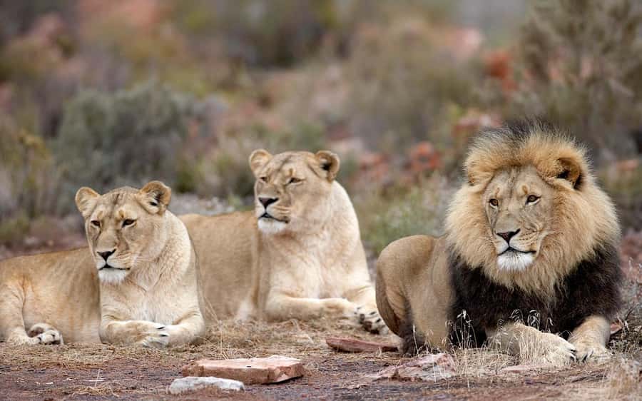 Self drive Aquila Safari Game Reserve Sunset Game Drive - Who should book this malaria-free sunset Big 5 safari
