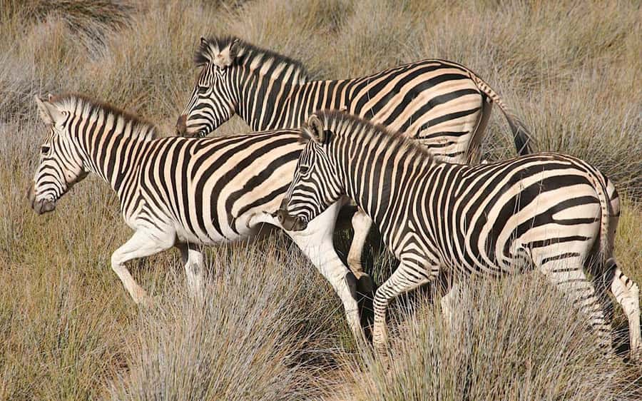 Self drive Aquila Safari Game Reserve Sunset Game Drive - Arriving before 15:00: welcome drinks and a calm start