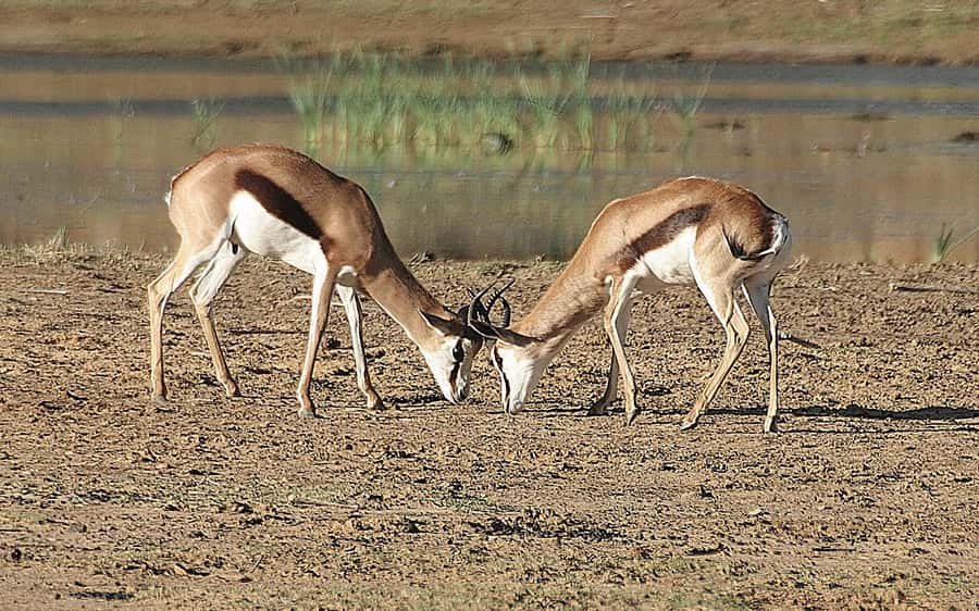 Self drive Aquila Safari Reserve Early Morning Game Drive - Price and Value: Is $155 Good for This Morning Safari?