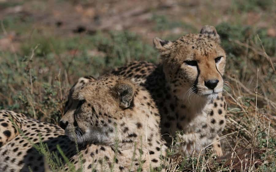 Self drive Aquila Safari Reserve Early Morning Game Drive - FAQ