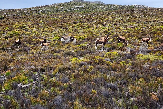 Shared Half Day Tour in Cape Peninsula with African Penguins - A 6-hour Cape Peninsula sampler, starting with pickup logistics