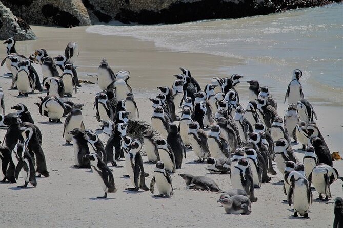 Shared Half Day Tour in Cape Peninsula with African Penguins - Chapman’s Peak Drive: cliff photos, and why you should stay flexible