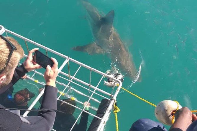 Shark Cage Diving - Animal welfare, no chumming, and why that changes the day
