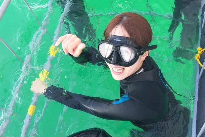 Shark Cage Diving - What’s included on board, and what you should bring