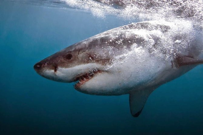 Shark Cage Diving - Adventure Meets Conservation! - Getting to Gansbaai and the crew house start