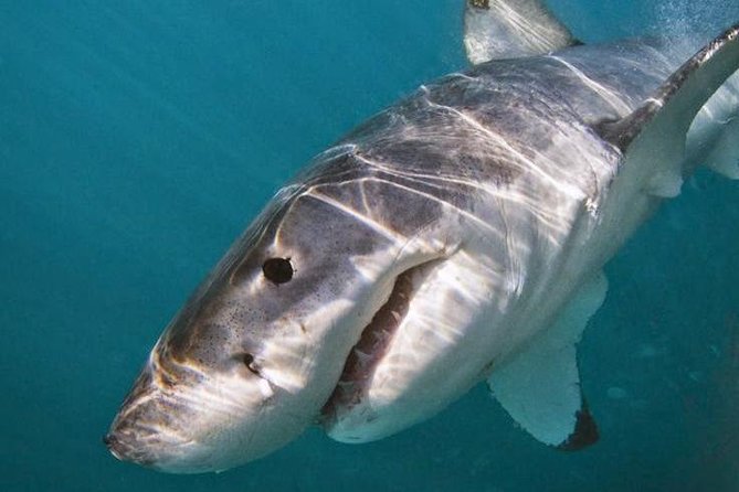 Shark Cage Diving - Adventure Meets Conservation! - The 20-minute boat ride and what to watch for on deck