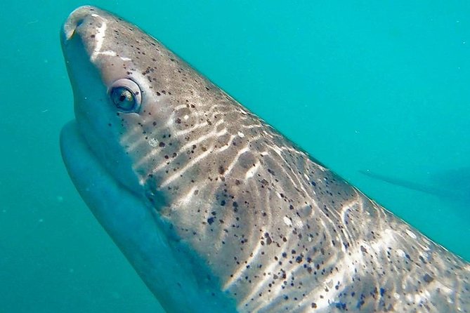 Shark Cage Diving - Adventure Meets Conservation! - On-board moments: snacks, drinks, and conservation talks