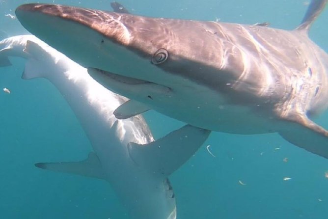 Shark Cage Diving - Adventure Meets Conservation! - Food, the post-trip meal, and reliving it with video