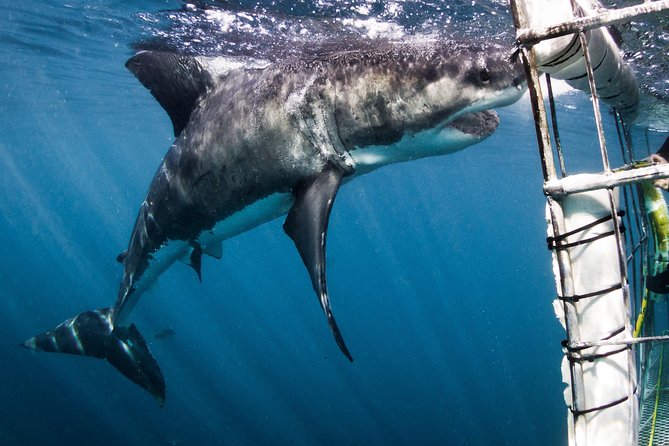 Shark Cage Diving - Adventure Meets Conservation! - Safety briefing and the turn-taking in the cage