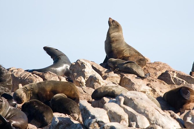 Shark Cage Diving and Viewing with transport from Cape Town - Key highlights you should know before you go