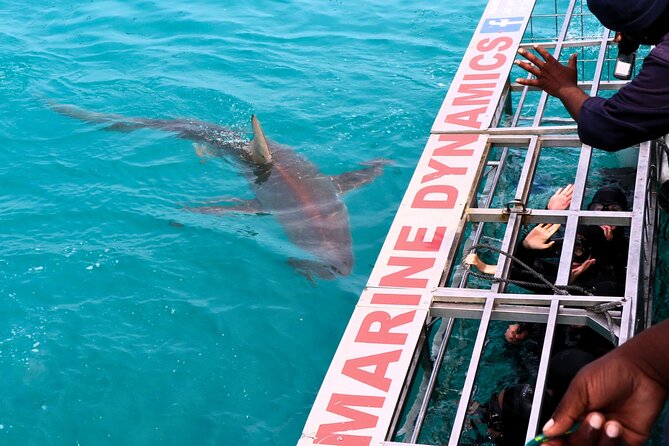 Shark Cage Diving and Viewing with transport from Cape Town - Cape Town to Gansbaai: the long ride that sets up the day
