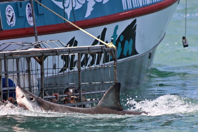 Shark Cage Diving and Viewing with transport from Cape Town - Dyer Island and the open-ocean boat routine