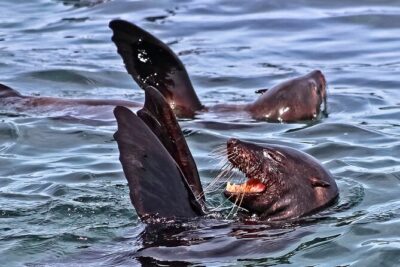Shark Cage Diving and Viewing with transport from Cape Town