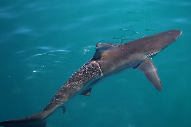 Shark Cage Diving and Viewing with transport from Cape Town - Inside the cage: what your 2-hour window really feels like