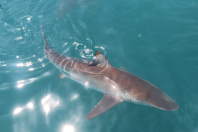 Shark Cage Diving and Viewing with transport from Hermanus - Price and value at $234.50: what you’re really paying for