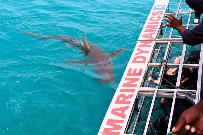 Shark Cage Diving and Viewing with transport from Hermanus - The free African Penguin and Seabird Sanctuary visit: a smart add-on