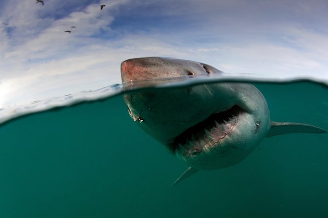 Shark Cage Diving Cape Town - Price and logistics: what $229.77 gets you