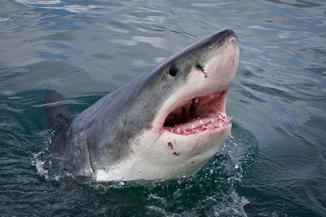 Shark Cage Diving Viewing Only - Key things that make this tour work