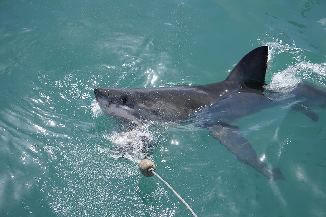 Shark Cage Diving Viewing Only - Price and value: what $126.53 gets you, and what costs extra