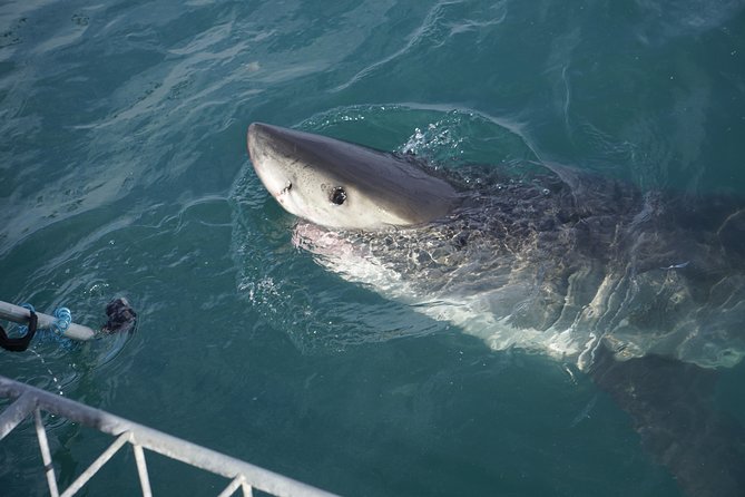 Shark Cage Diving Viewing Only - Weather and the one big variable: planning around wildlife conditions