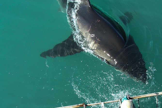 Shark Cage Diving Viewing Only - What you actually see: sharks are possible, other marine life is likely