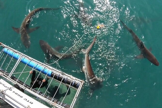 Shark Explorers - The 4-hour flow: how the day actually plays out