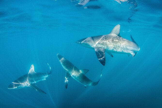 Shark Explorers - Simon’s Town meeting point: easy to find, close to the action
