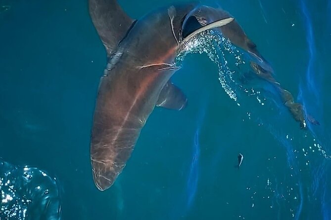 Shark Explorers - The cage diving briefing: how first-timers stay comfortable